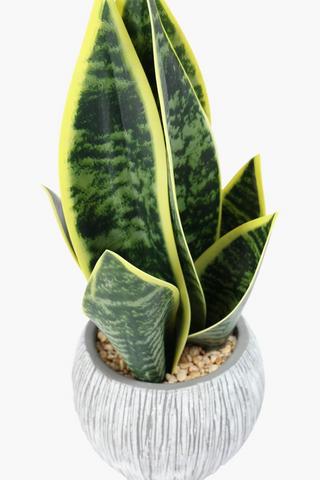 Snake Plant In Scratch Pot, 12x35cm