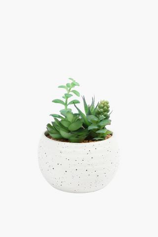 Agave In Speckle Pot, 12.5x15.5cm