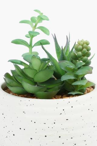 Agave In Speckle Pot, 12.5x15.5cm