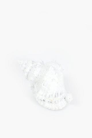 Decor Conch Shell, 16.5x10cm