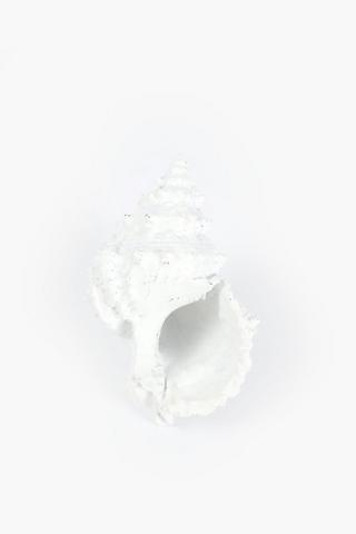 Decor Conch Shell, 16.5x10cm