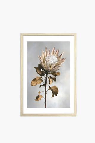 Framed Protea Canvas, 60x90cm