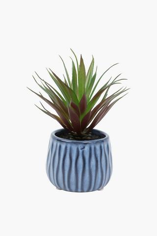 Spike Succulent In Glaze Pot, 8.5x16.5cm