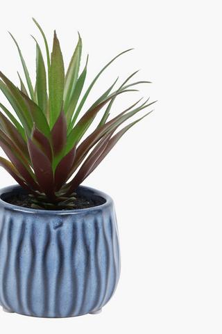 Spike Succulent In Glaze Pot, 8.5x16.5cm