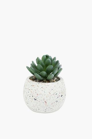 Agave In Terrazzo Pot, 9x7cm