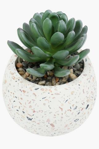 Agave In Terrazzo Pot, 9x7cm