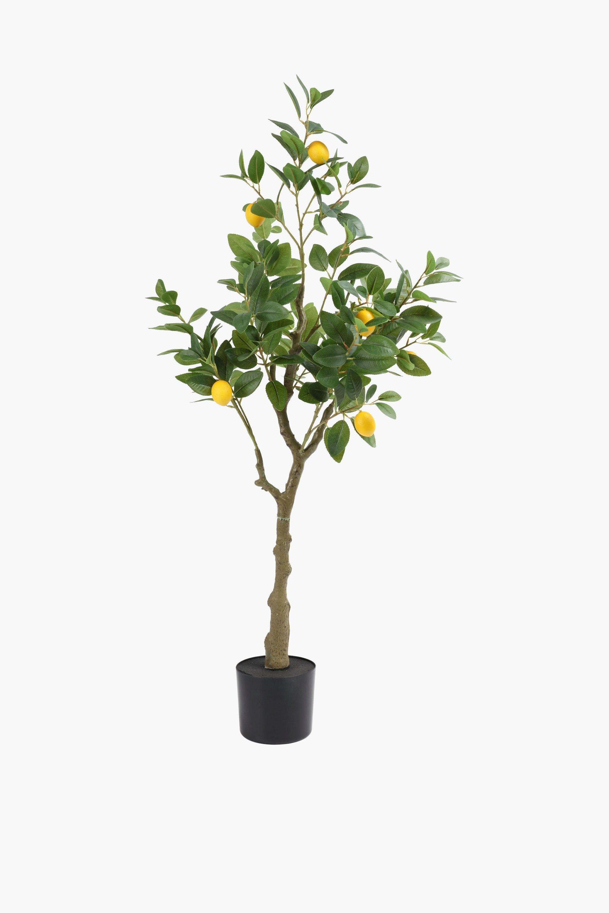 Lemon Tree, 120cm