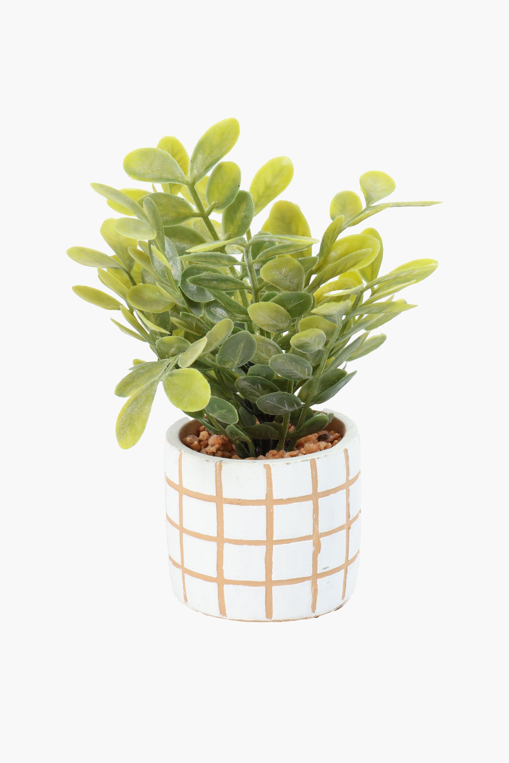 Greenery In Check Pot, 8x19cm