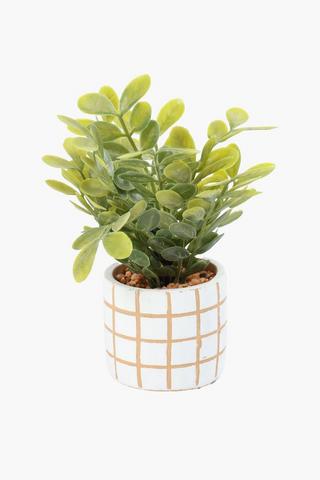 Greenery In Check Pot, 8x19cm