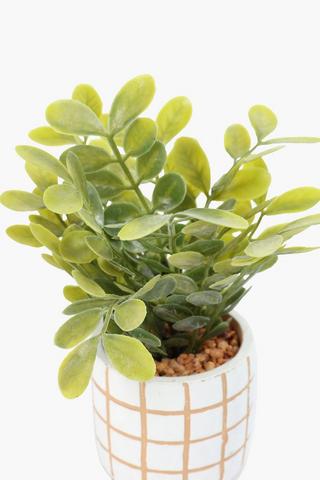 Greenery In Check Pot, 8x19cm