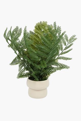 Forrest Fern In Cement Pot, 10x35cm