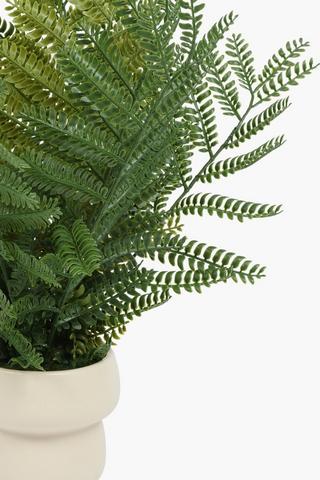 Forrest Fern In Cement Pot, 10x35cm
