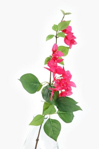 Bougainvillea Single Stem, 80cm
