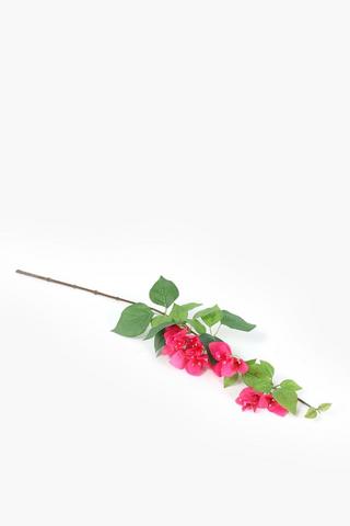Bougainvillea Single Stem, 80cm