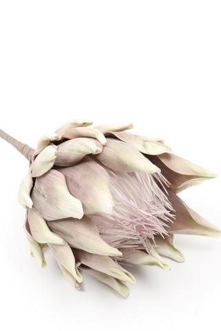 Aloe Olive Foam Single Stem, 89cm