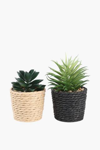 Assorted Seagrass Mini Succulents, 6.5x10cm