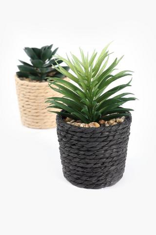 Assorted Seagrass Mini Succulents, 6.5x10cm