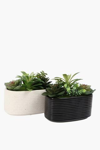 Multi Succulent In Oval Pot, 15x7.5cm