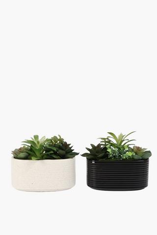 Multi Succulent In Oval Pot, 15x7.5cm