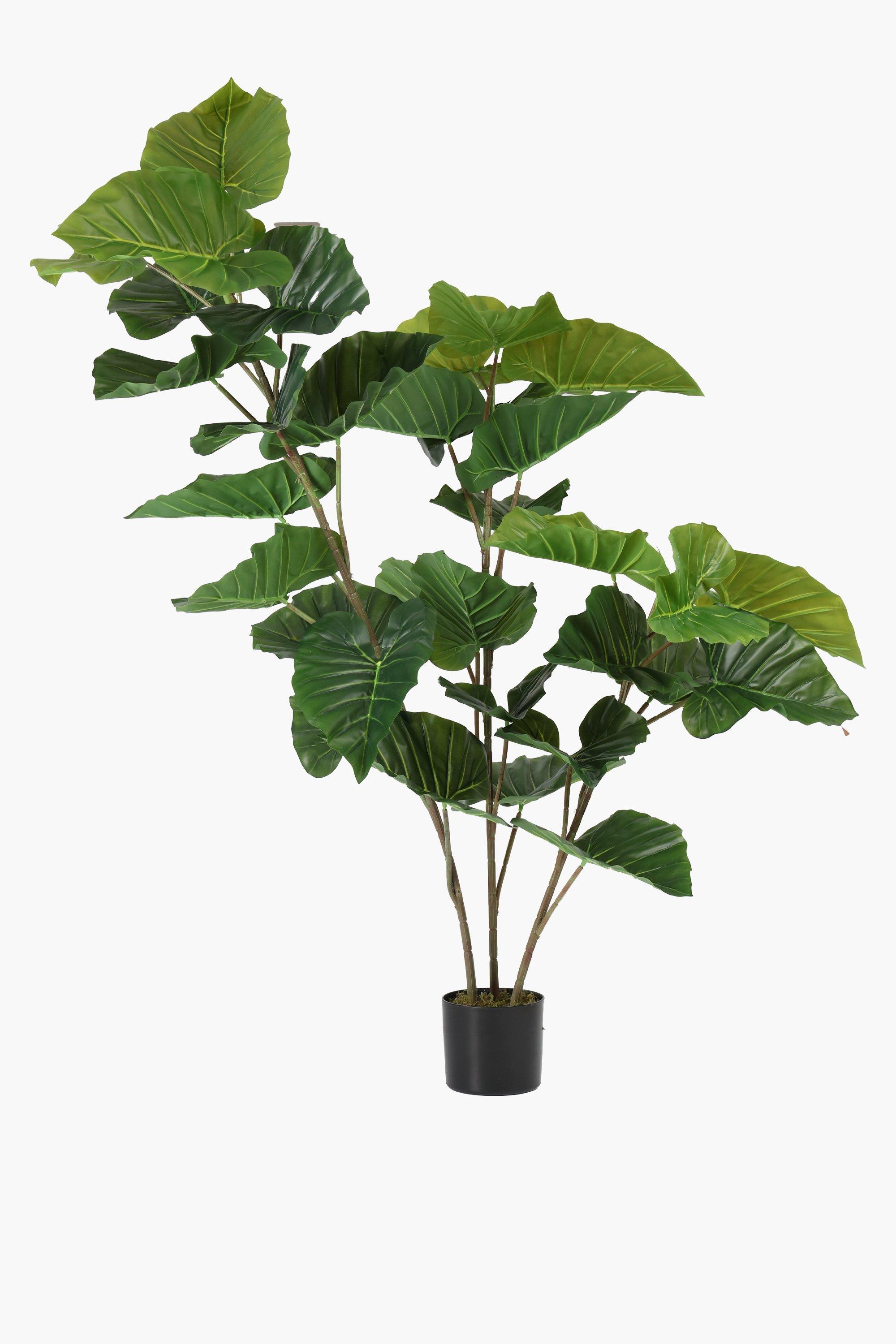 Elephant Ear Tree, 160cm
