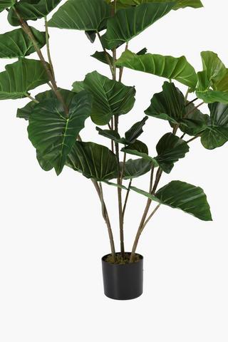Elephant Ear Tree, 160cm