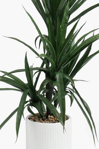 Yucca In Ribbed Pot, 88cm