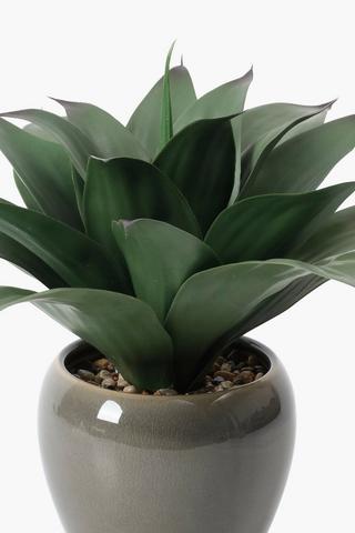 Agave In Coastal Ceramic Pot, 15x33cm