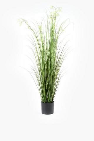 Flowering Grass Potted, 120cm