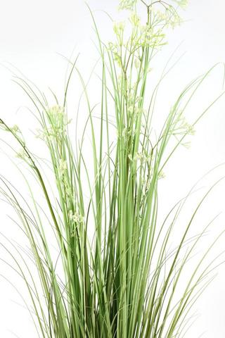 Flowering Grass Potted, 120cm