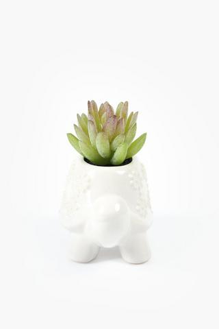 Agave In Tortoise Pot, 11x10.5cm