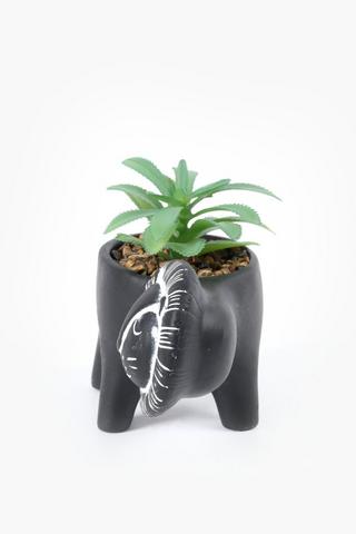 Agave In Lion Pot, 17x14.5cm