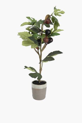 Fig Tree In Two Tone Pot, 74cm