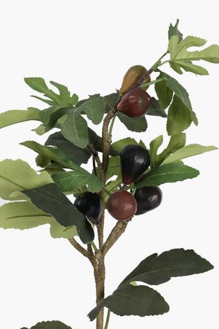 Fig Tree In Two Tone Pot, 74cm