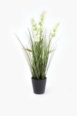 Flowering Grass Potted, 50cm