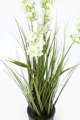 Flowering Grass Potted, 50cm
