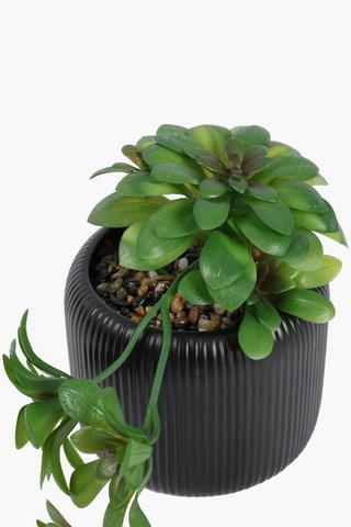 Trailing Agave In Ribbed Pot, 12.5x10cm