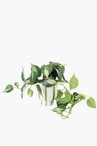 Greenery In Stripe Pot, 11.5x56cm