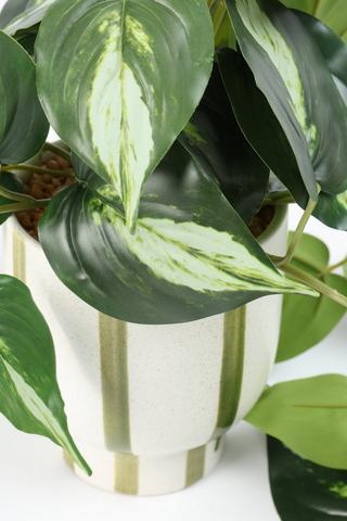 Greenery In Stripe Pot, 11.5x56cm