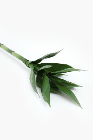 Bamboo Sintgle Stem, 90cm