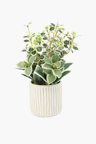 Variegated Leaf In Neo Pot, 10x35cm