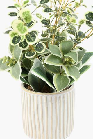 Variegated Leaf In Neo Pot, 10x35cm