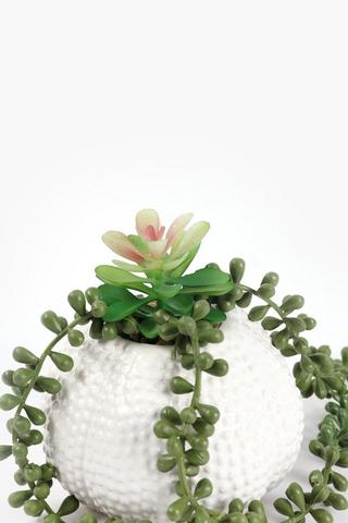 Trailing Succulent In Urchin Pot, 27x12cm
