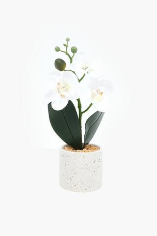 Orchid In Speckle Pot, 25cm