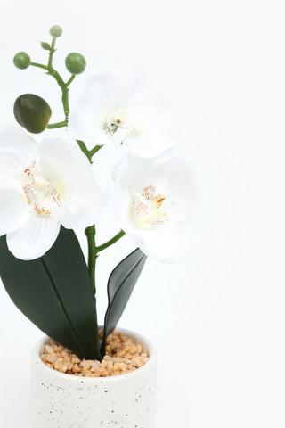 Orchid In Speckle Pot, 25cm