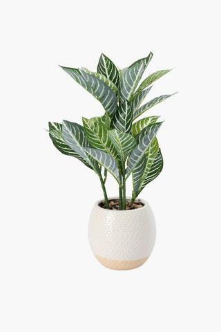 Zebra Plant In Glazed Pot, 16.5x50cm