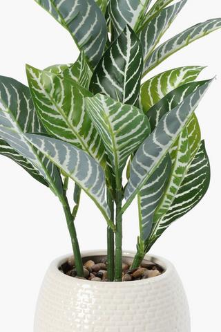 Zebra Plant In Glazed Pot, 16.5x50cm