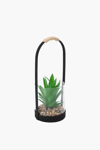 Agave In Glass Pot, 10x24cm