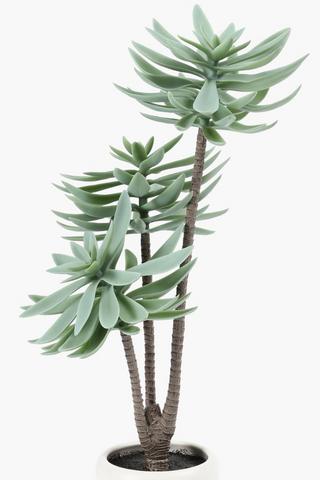 3 Stem Succulent In Tier Pot, 10x50cm