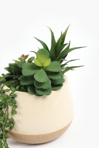 Multi Agave In Two Tone Pot,