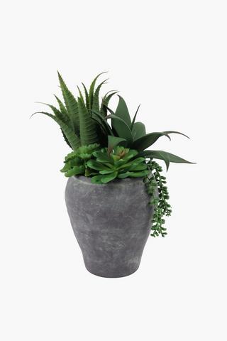 Multi Agave In Urn,19x40cm